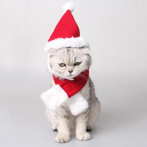 Pet dog christmas santa - pet,